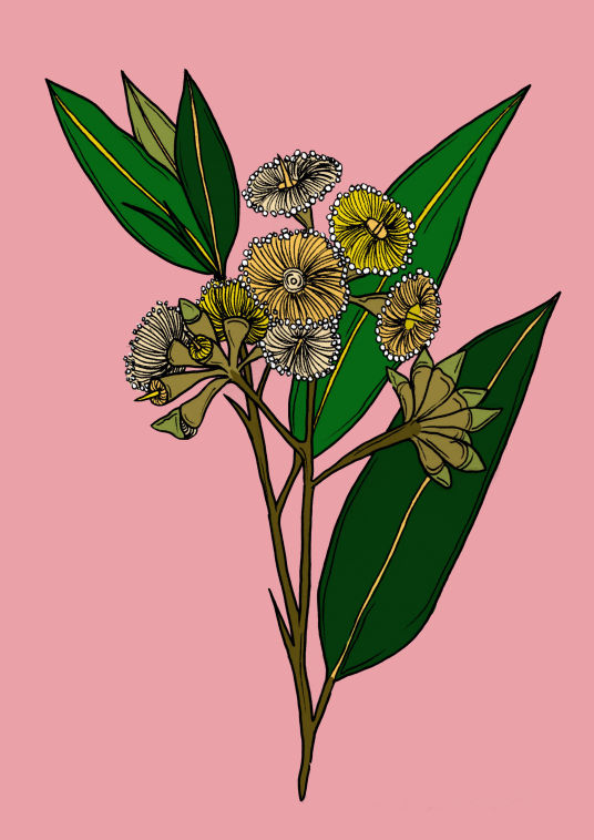 Eucalypt Flower - Rose Wadsworth