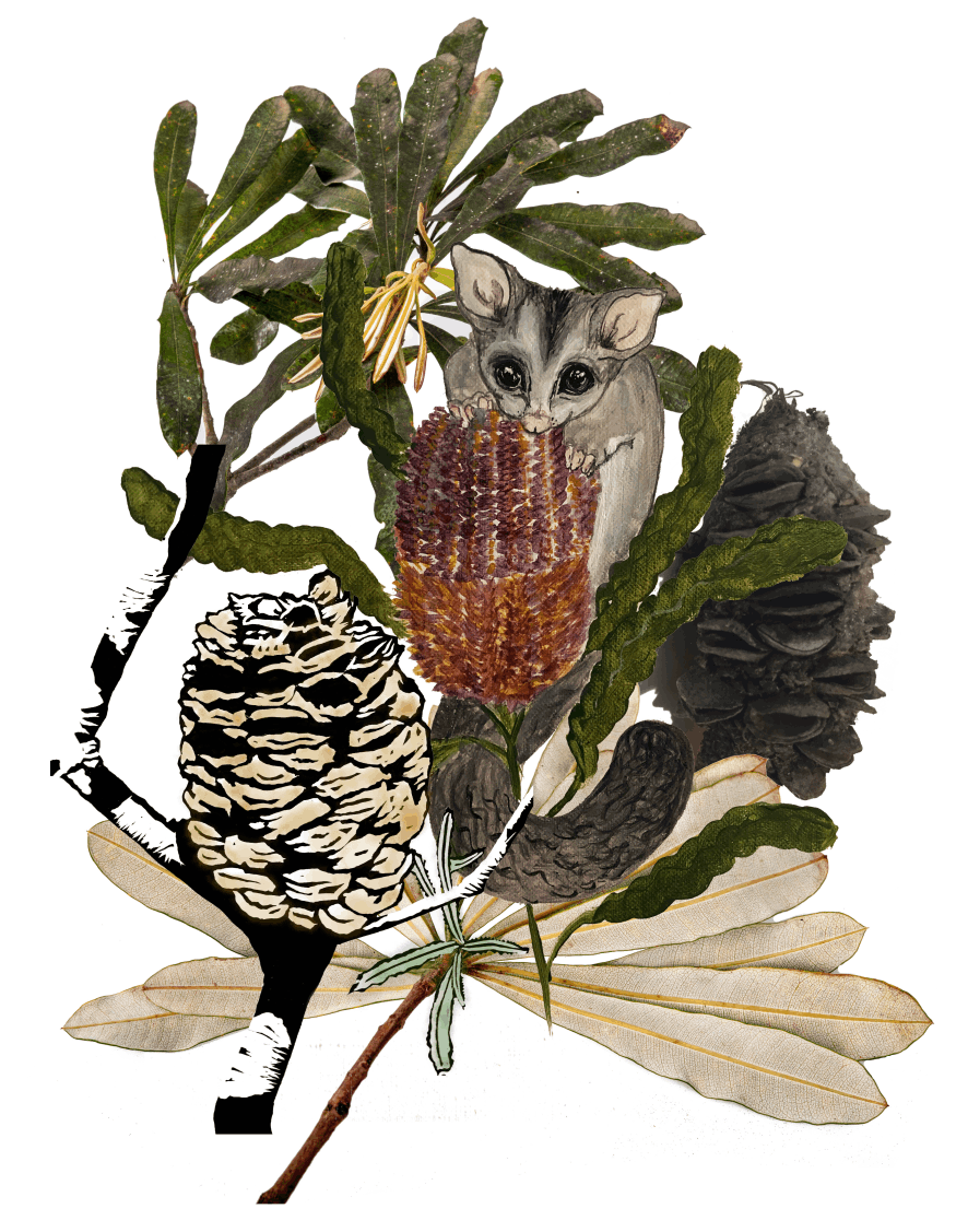 Sipping on Banksia Flower - Abi Andrews