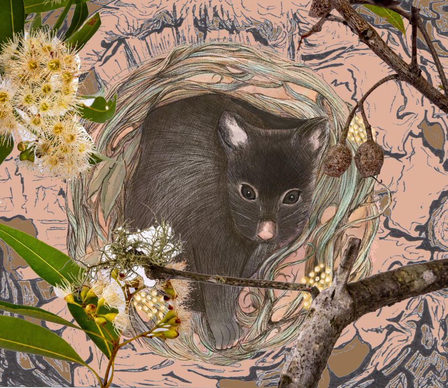 Brushtail Possums sleep in hollows - Abi Andrews