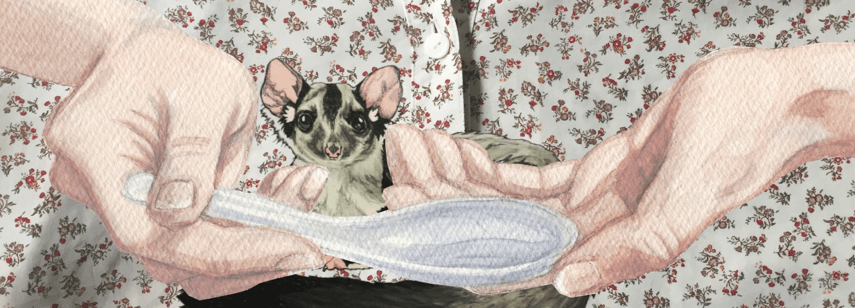 Cara the wildlife carer looks after Acacia the Squirrel Glider - Abi Andrews