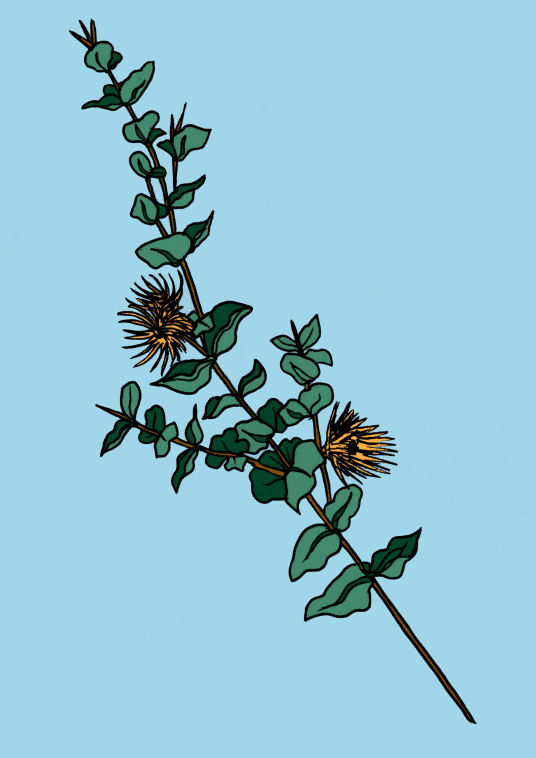 Eucalypt Flower - Rose Wadsworth
