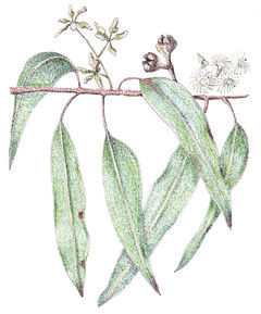 Eucalyptus - Henrietta Mooney