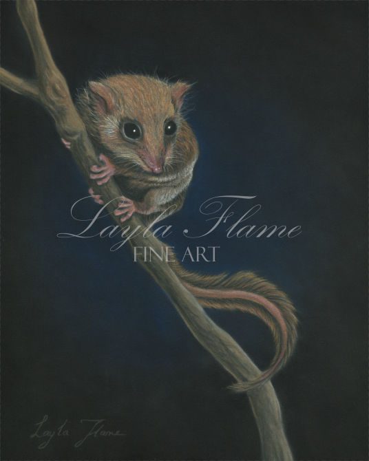 Feathertail Glider - Layla Flame