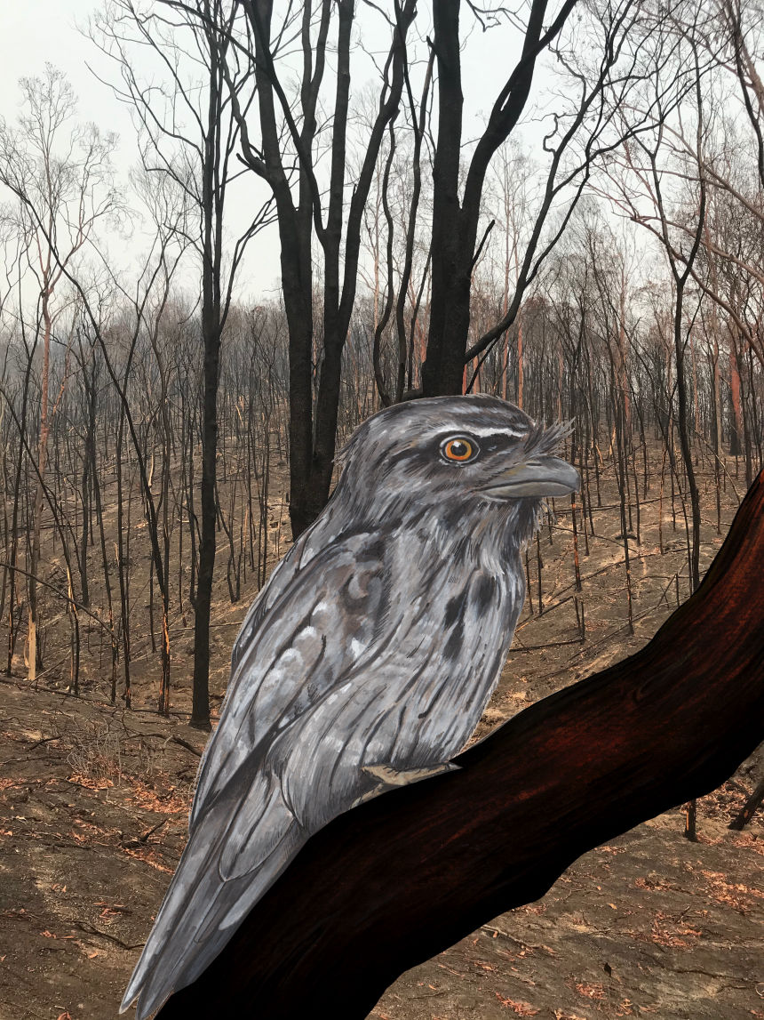 The Marbled Frogmouth tells of the fires - Abi Andrews