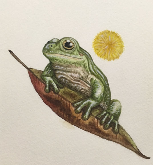 Green Tree Frog - Emily Donohoe