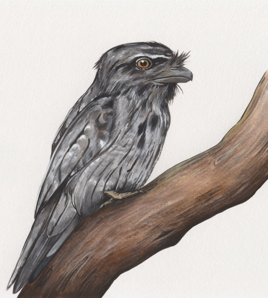 Marbled Frogmouth - Tamara Fogerty