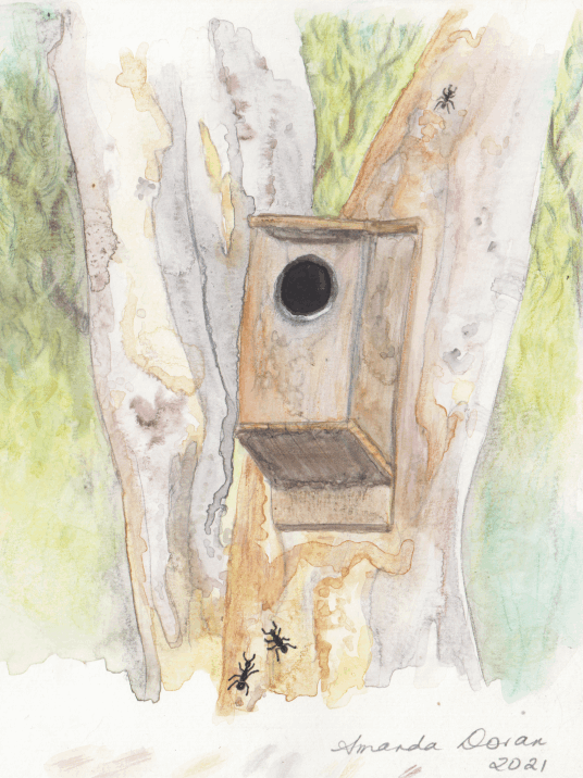 Nest Box - Amanda Doran