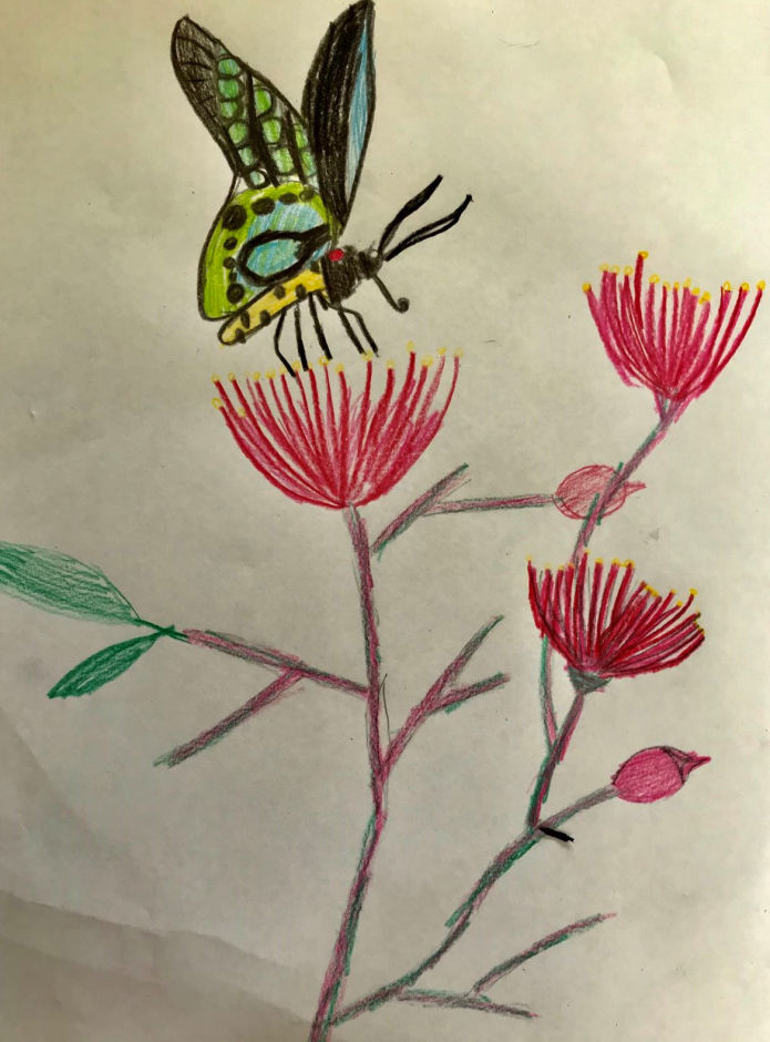 Bird-wing Butterfly - Juniper Bawn