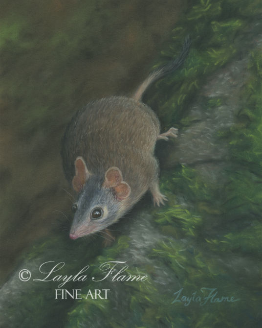 Yellow-footed Antechinus - Layla Flame